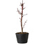 Acer palmatum Deshojo, 24 cm, ± 5 años de edad