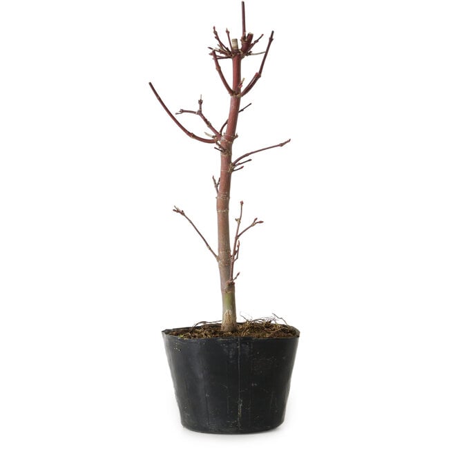 Acer palmatum Deshojo, 24 cm, ± 5 anni