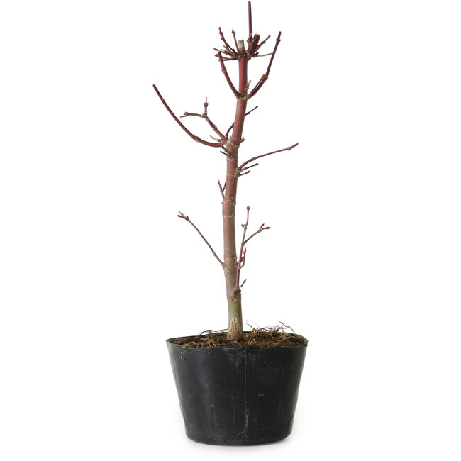 Acer palmatum Deshojo, 24 cm, ± 5 jaar oud
