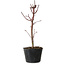 Acer palmatum Deshojo, 24 cm, ± 5 years old