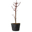 Acer palmatum Deshojo, 24 cm, ± 5 años de edad