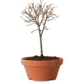 Zelkova serrata, 15 cm, environ 4 ans. L'image présentée est un exemple.