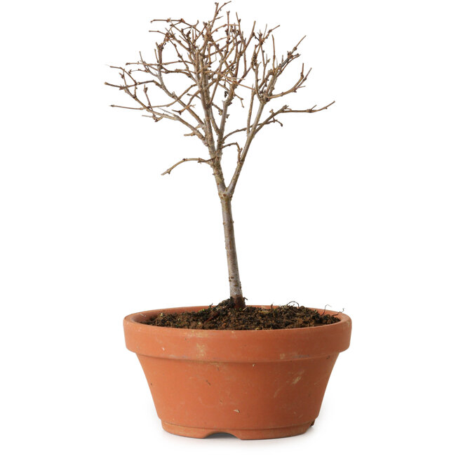Zelkova serrata, 15 cm, ± 4 jaar oud