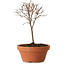Zelkova serrata, 15 cm, ± 4 years old