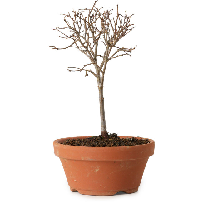 Zelkova serrata, 15 cm, ± 4 años