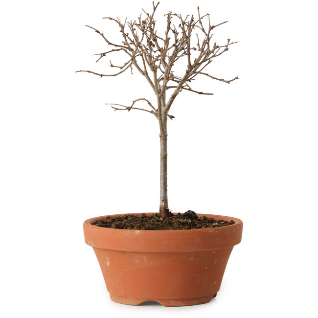 Zelkova serrata, 15 cm, ± 4 ans