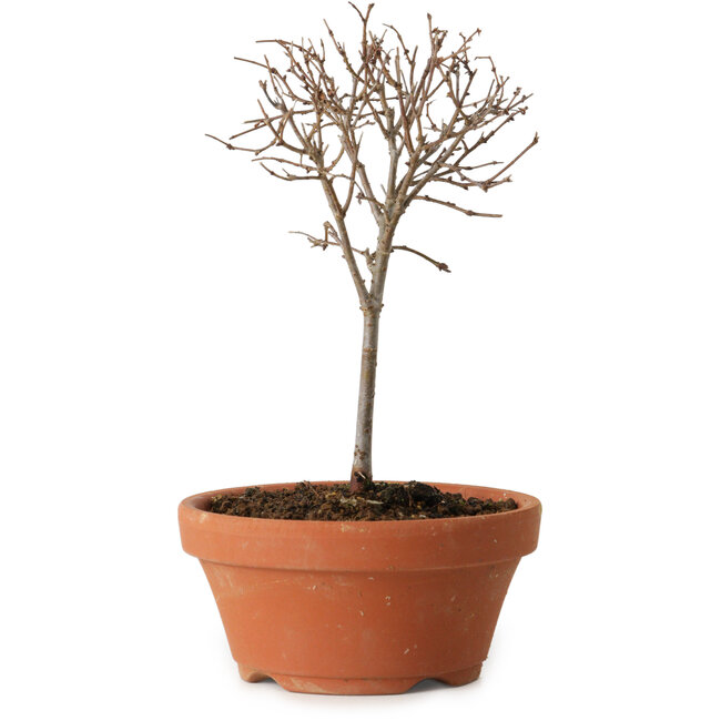 Zelkova serrata, 15 cm, ± 4 years old