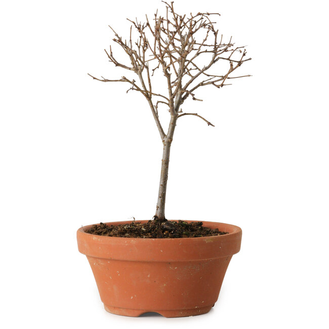 Zelkova serrata, 15 cm, ± 4 Jahre alt