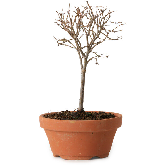Zelkova serrata, 15 cm, ± 4 anni