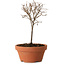 Zelkova serrata, 15 cm, ± 4 años