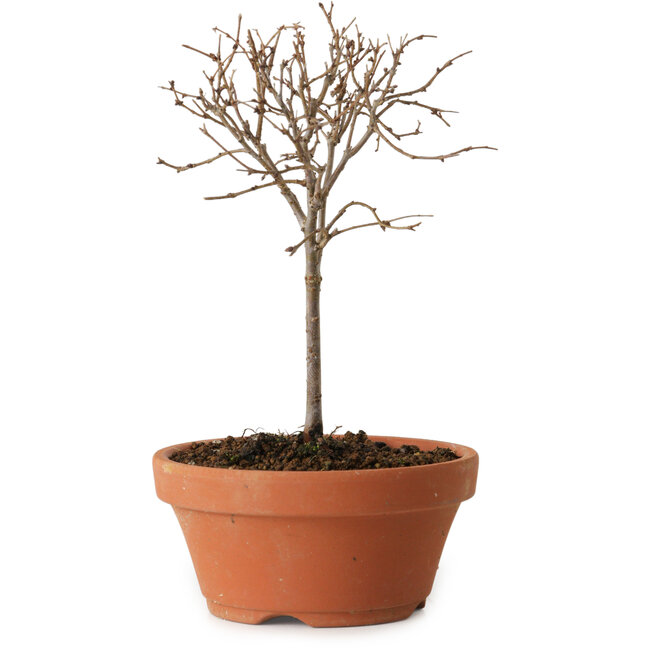 Zelkova serrata, 15 cm, ± 4 jaar oud