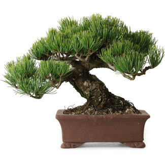 Pinus parviflora, 17 cm, ± 25 Jahre alt