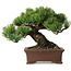 Pinus parviflora, 17 cm, ± 25 años de edad, con un nebari de 8 cm