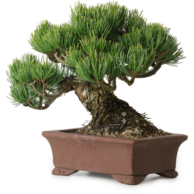 Pinus parviflora, 17 cm, ± 25 Jahre alt, mit einem Wurzelansatz von 8 cm