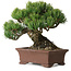 Pinus parviflora, 17 cm, ± 25 Jahre alt, mit einem Wurzelansatz von 8 cm