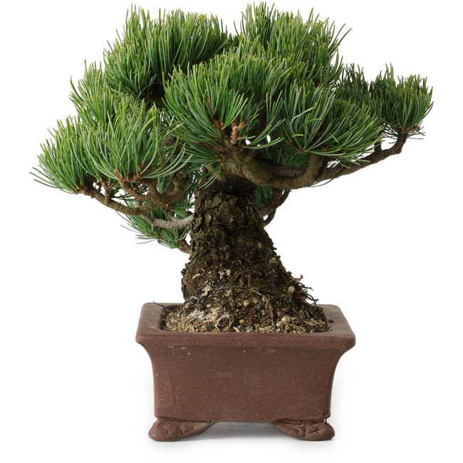 Pinus parviflora, 17 cm, ± 25 años de edad, con un nebari de 8 cm