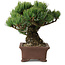 Pinus parviflora, 17 cm, ± 25 jaar oud, met een nebari van 8 cm