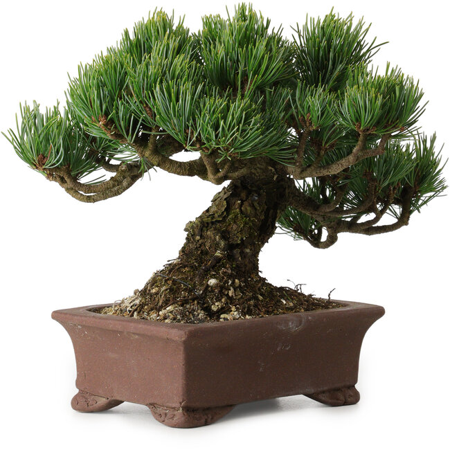 Pinus parviflora, 17 cm, ± 25 Jahre alt, mit einem Wurzelansatz von 8 cm