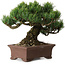 Pinus parviflora, 17 cm, ± 25 Jahre alt, mit einem Wurzelansatz von 8 cm