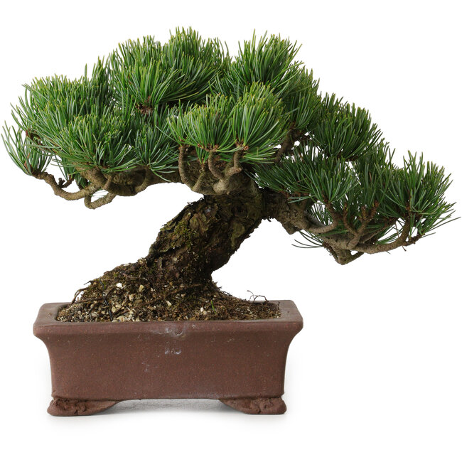 Pinus parviflora, 17 cm, ± 25 anni, con nebari di 8 cm
