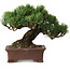 Pinus parviflora, 17 cm, ± 25 Jahre alt, mit einem Wurzelansatz von 8 cm