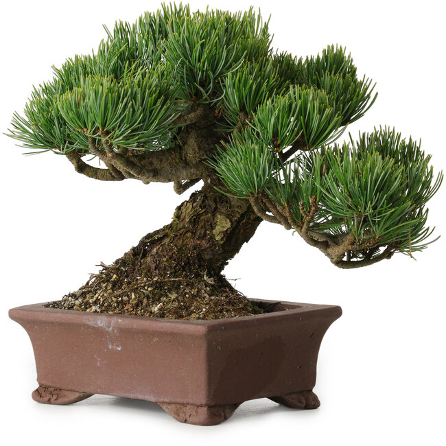 Pinus parviflora, 17 cm, ± 25 anni, con nebari di 8 cm