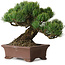 Pinus parviflora, 17 cm, ± 25 Jahre alt, mit einem Wurzelansatz von 8 cm