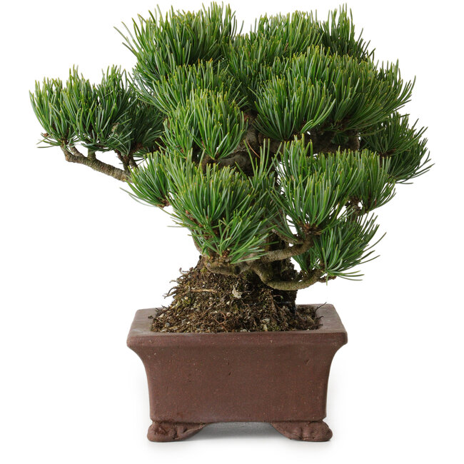 Pinus parviflora, 17 cm, ± 25 anni, con nebari di 8 cm