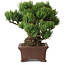 Pinus parviflora, 17 cm, ± 25 jaar oud, met een nebari van 8 cm