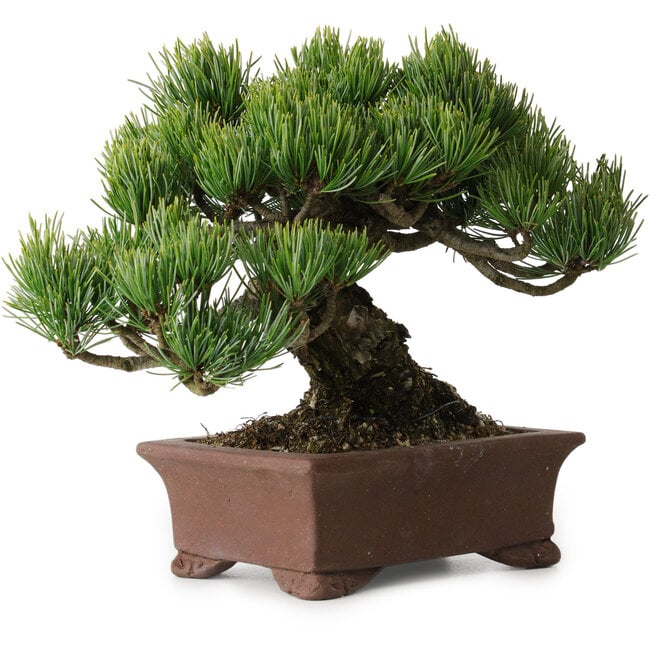 Pinus parviflora, 17 cm, ± 25 anni, con nebari di 8 cm