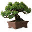 Pinus parviflora, 17 cm, ± 25 jaar oud, met een nebari van 8 cm