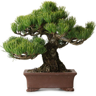Pinus parviflora, 21 cm, ± 25 años de edad