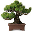 Pinus parviflora, 21 cm, ± 25 Jahre alt, mit einem Wurzelansatz von 9 cm