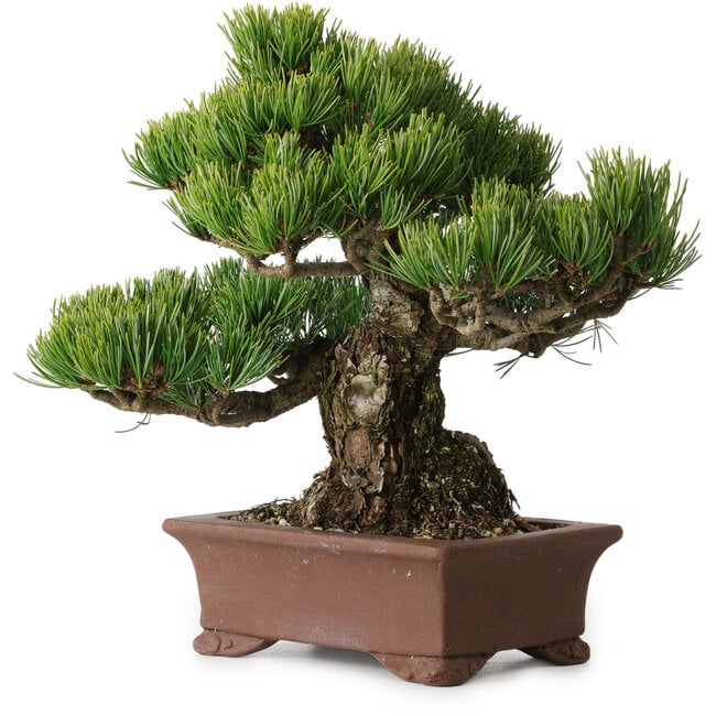 Pinus parviflora, 21 cm, ± 25 jaar oud, met een nebari van 9 cm