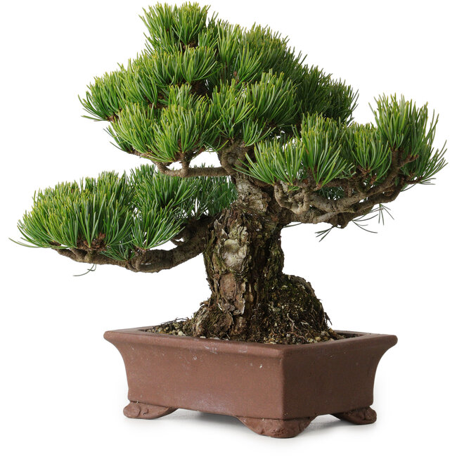Pinus parviflora, 21 cm, ± 25 Jahre alt, mit einem Wurzelansatz von 9 cm
