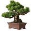 Pinus parviflora, 21 cm, ± 25 Jahre alt, mit einem Wurzelansatz von 9 cm