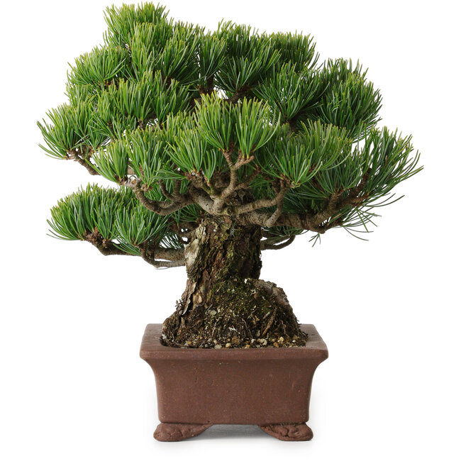 Pinus parviflora, 21 cm, ± 25 years old, with a nebari of 9 cm