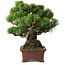 Pinus parviflora, 21 cm, ± 25 Jahre alt, mit einem Wurzelansatz von 9 cm