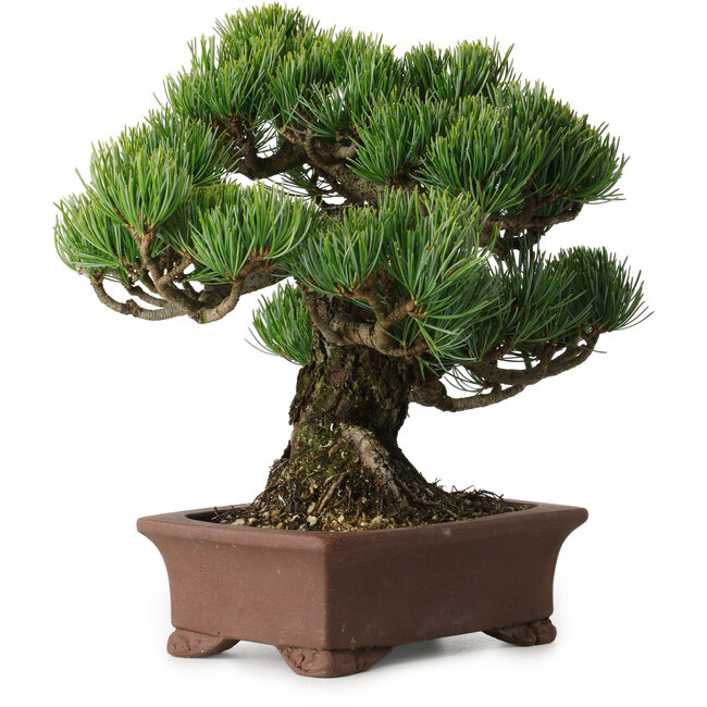 Pinus parviflora, 21 cm, ± 25 Jahre alt, mit einem Wurzelansatz von 9 cm