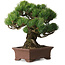 Pinus parviflora, 21 cm, ± 25 Jahre alt, mit einem Wurzelansatz von 9 cm