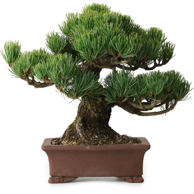 Pinus parviflora, 21 cm, ± 25 años de edad, con un nebari de 9 cm