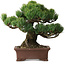 Pinus parviflora, 21 cm, ± 25 Jahre alt, mit einem Wurzelansatz von 9 cm