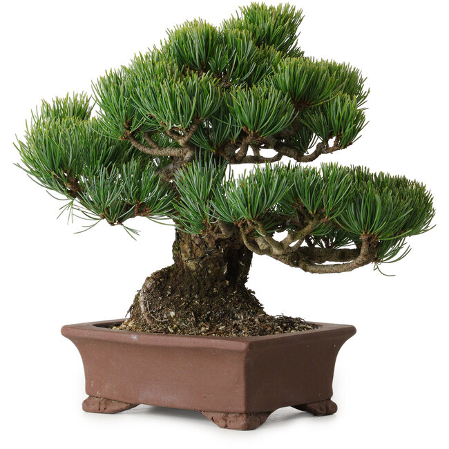 Pinus parviflora, 21 cm, ± 25 jaar oud, met een nebari van 9 cm