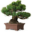 Pinus parviflora, 21 cm, ± 25 Jahre alt, mit einem Wurzelansatz von 9 cm