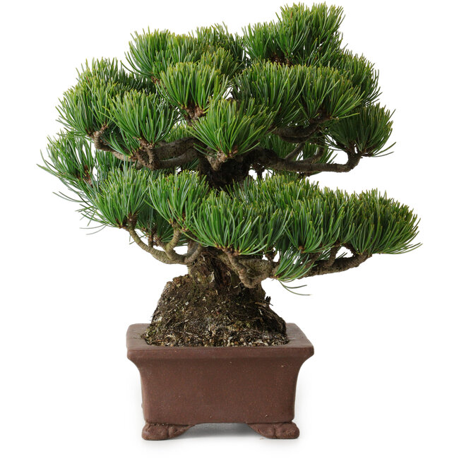Pinus parviflora, 21 cm, ± 25 jaar oud, met een nebari van 9 cm