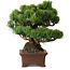 Pinus parviflora, 21 cm, ± 25 jaar oud, met een nebari van 9 cm