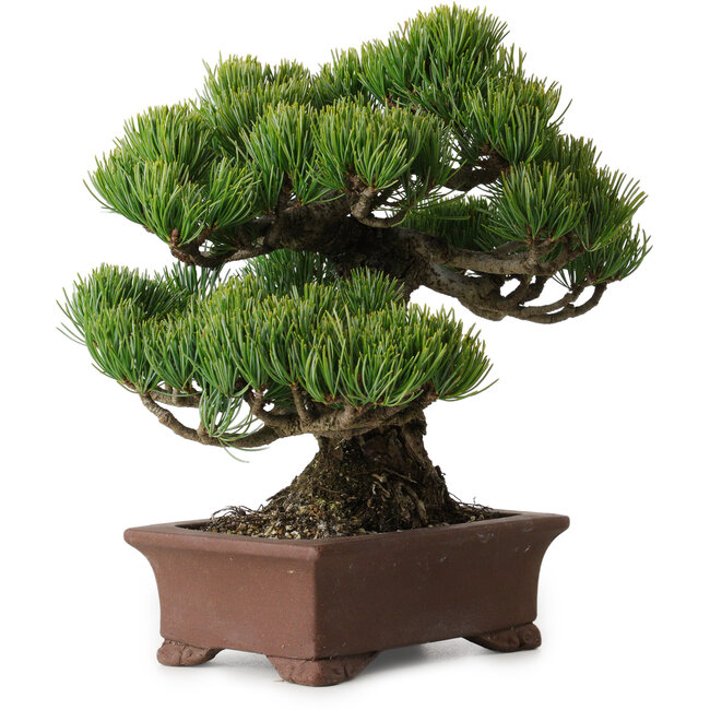 Pinus parviflora, 21 cm, ± 25 Jahre alt, mit einem Wurzelansatz von 9 cm