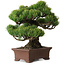 Pinus parviflora, 21 cm, ± 25 Jahre alt, mit einem Wurzelansatz von 9 cm