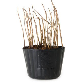 Rhus, 10 cm, ± 2 years old