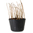 Rhus, 10 cm, ± 2 Jahre alt